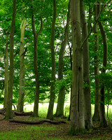 Trees at St Catherine's Hill
