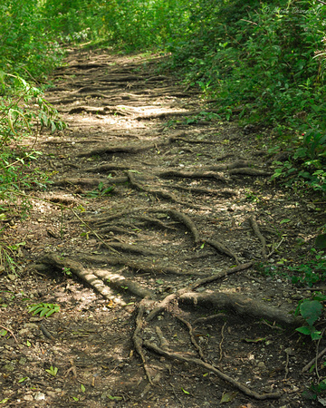 Tree Roots on Path