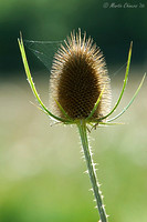 Teasel and Spider's Web