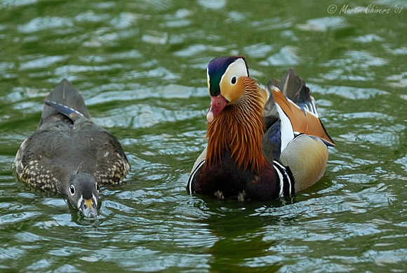Drake and Hen Mandarin Duck