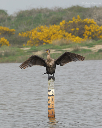 Cormorant on Depth Measure