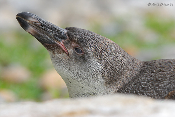 Young Humboldt Penguin Resting