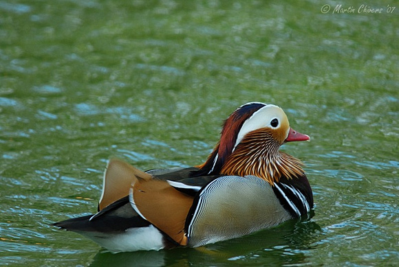 Drake Mandarin Duck