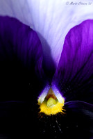 Purple and White Pansy