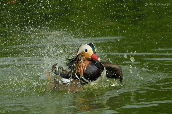Male Mandarin Duck Washing