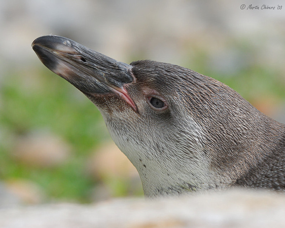 Young Humboldt Penguin Resting