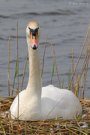 Mute Swan on Nest