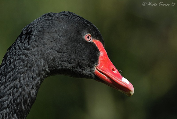Portrait of a Black Swan