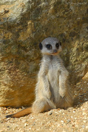 Young Meerkat