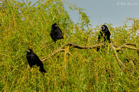 Rooks Roosting in Tree