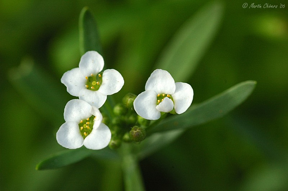 Small White Flowers