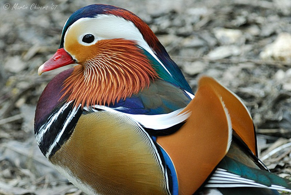 Drake Mandarin Duck
