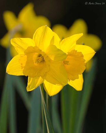 Back-lit Daffodil Blooms