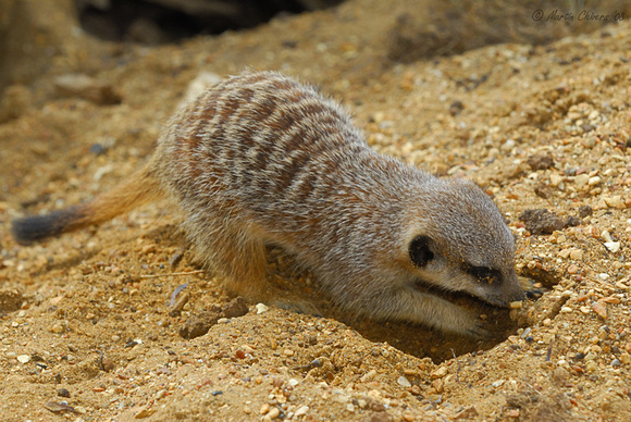 Meerkat Digging