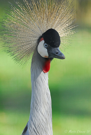 Portrait of an African Crowned Crane