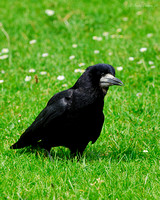 Rook in Grass and Daisies