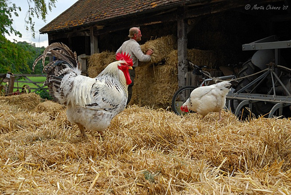Cockeral and Chicken on Straw Bales