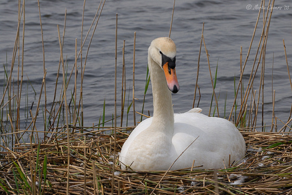 Mute Swan on Nest