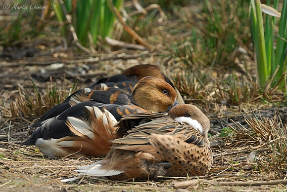 Sleeping Bahama Pintail and Fulvous Whistling Ducks