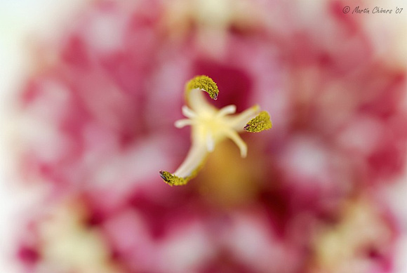 Flower Stamen