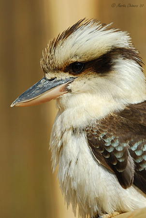 Portrait of a Kookaburra