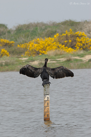 Cormorant on Water Gauge