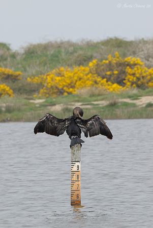 Cormorant on Water Gauge