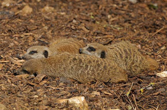 Meerkats Sleeping