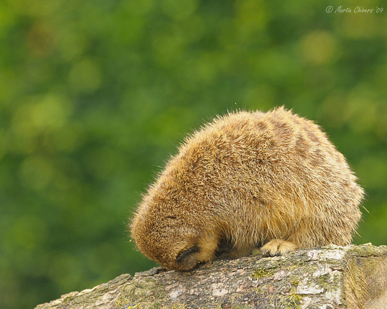 Meerkat Sleeping on Log