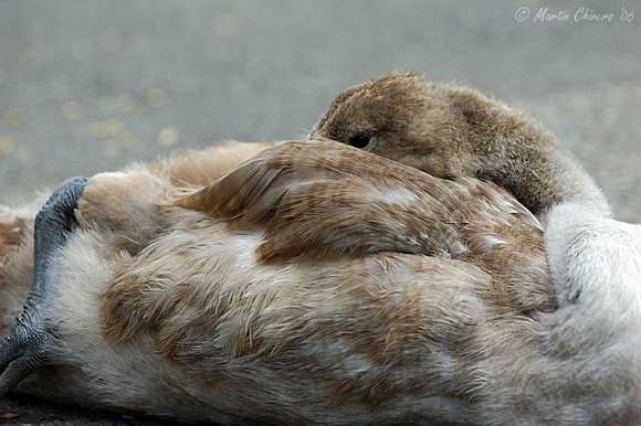 Juvenile Mute Swan Sleeping