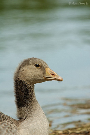 Adolescent Greylag Goose