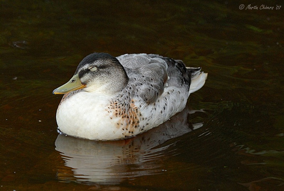 Sleeping Mallard-Mandarin Cross Duck