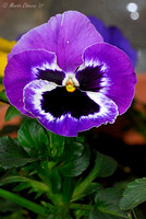 Ant on Purple Pansy