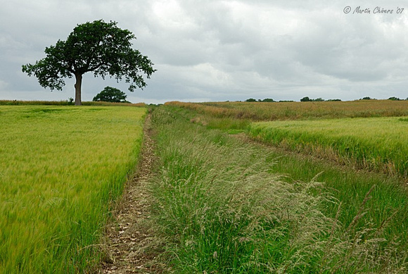 Trail Through Farmer's Field