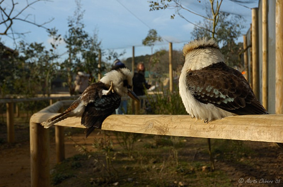 Kookaburras in Enclosure