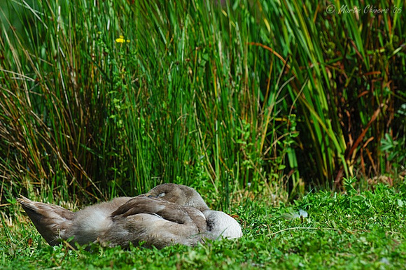 Sleeping Juvenile Mute Swan