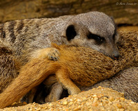 Meerkats Sleeping