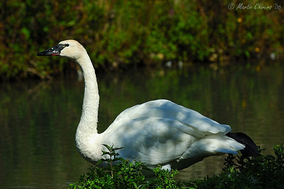 Trumpeter Swan
