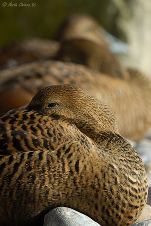 Sleeping Female European Eider Duck