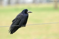Rook Perched on Wire