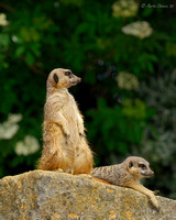 Meerkats on Rock