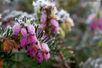 Frost on Heather