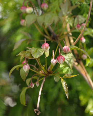 Clematis Buds