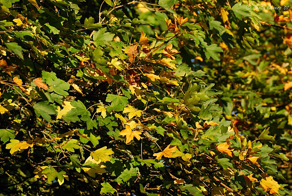 Leaves in Autumn