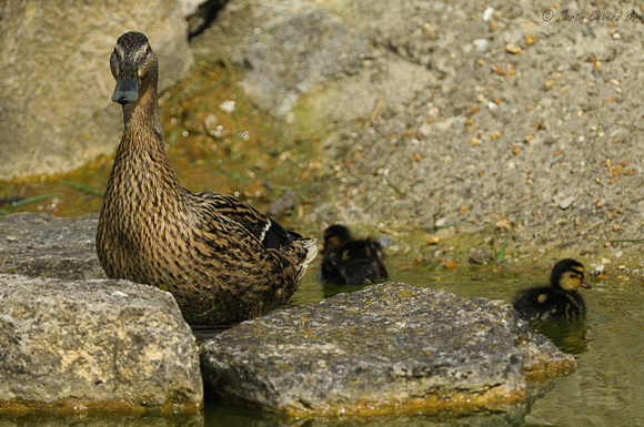 Female Mallard with Ducklings