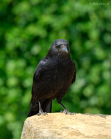Raven Standing on Rock