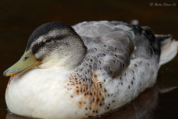 Mallard-Mandarin Cross Duck