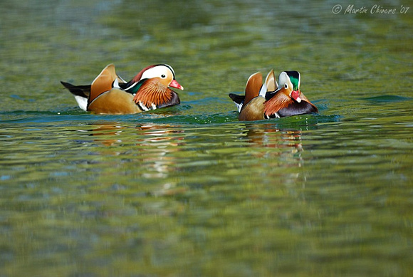 Mandarin Duck Drakes