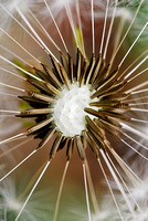 Close-Up of a Seeding Dandelion