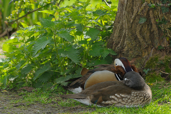 Male and Female Mandarin Ducks
